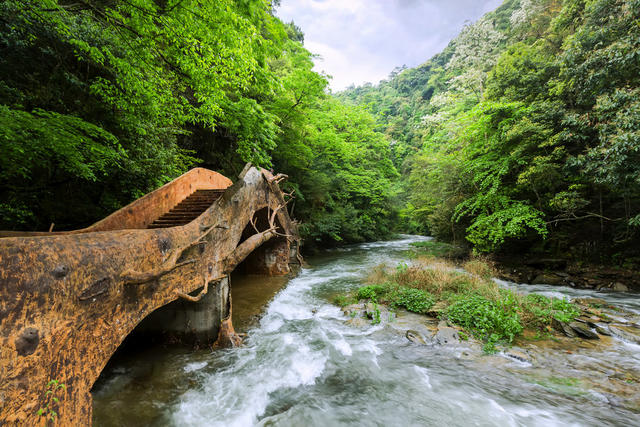 溪水 流水 山水 公园 森林 石头
