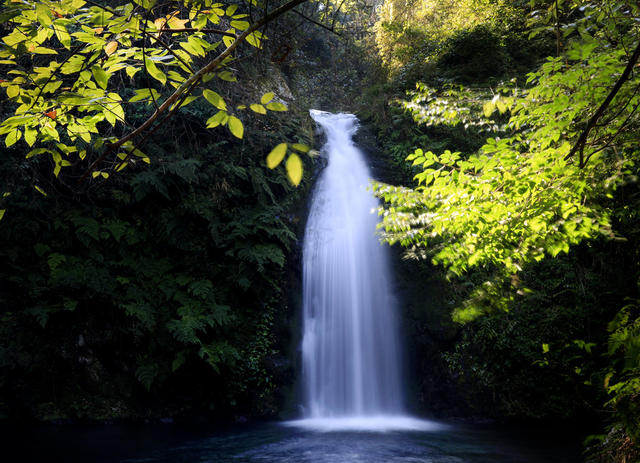溪水 流水 山水 公园 森林 石头