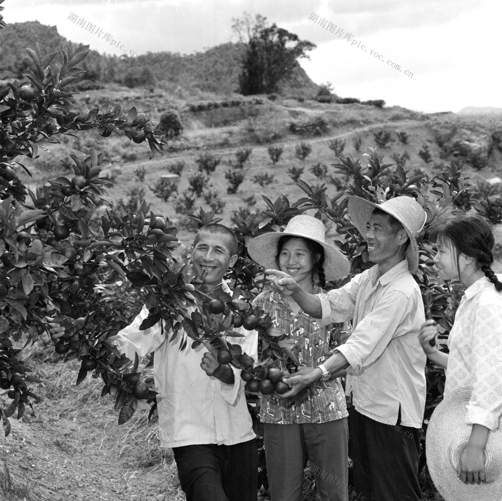  Tea and fruit planting