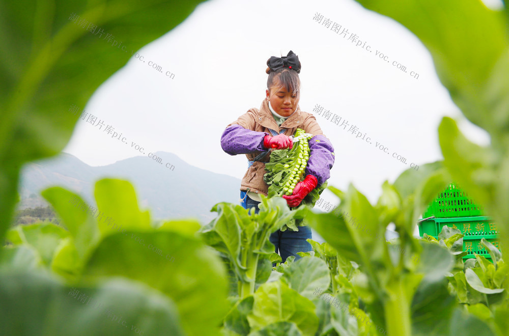 蔬菜  采收  低温  供应