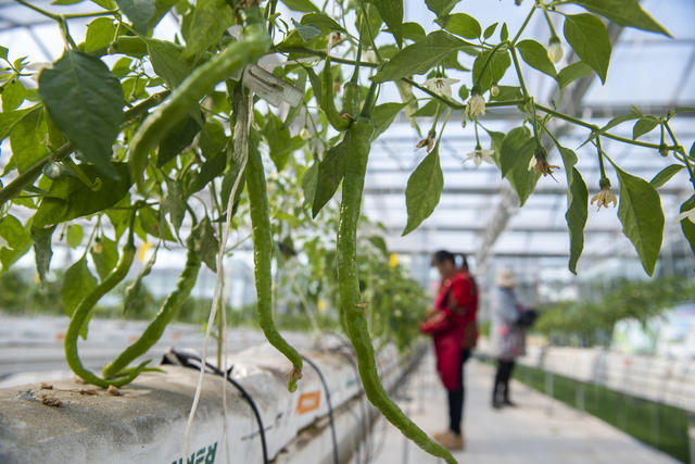 娄星区 智慧农业 蔬菜种植 农业产业园