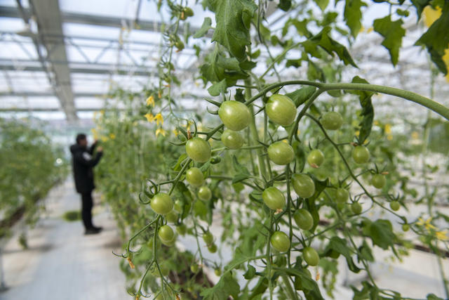 娄星区 智慧农业 蔬菜种植 农业产业园