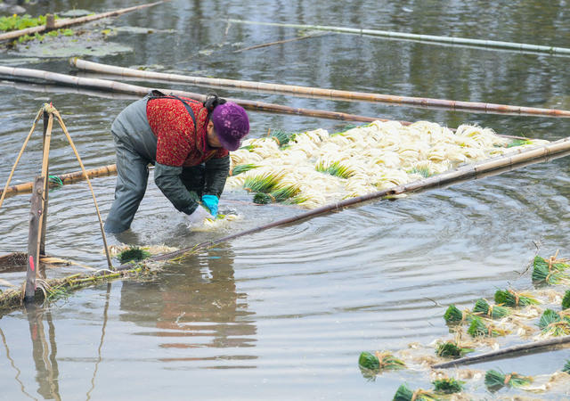 节气 冬至  农事 道县 