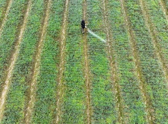 节气 冬至  农事 道县 