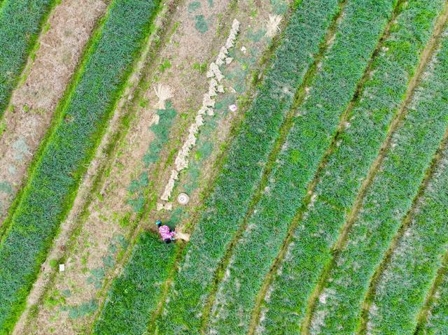 节气 冬至  农事 道县 