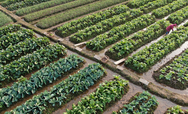 冬至 蔬菜 农事忙 农业产业 增收致富