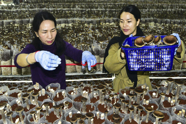 嘉禾：食用菌 助增收