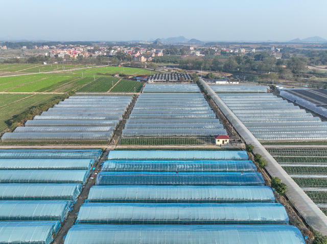设施农业  蔬菜  道县  产业 田园