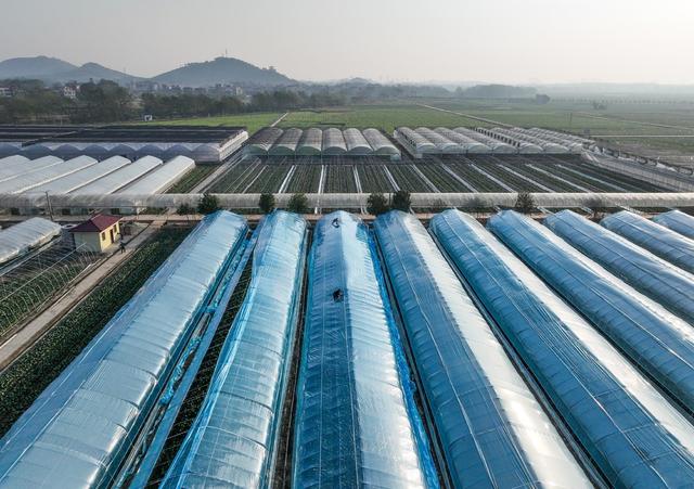 设施农业  蔬菜  道县  产业 田园