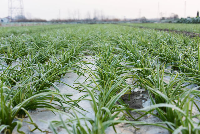 二十四节气  冬至  低温  霜花  霜冻  农作物