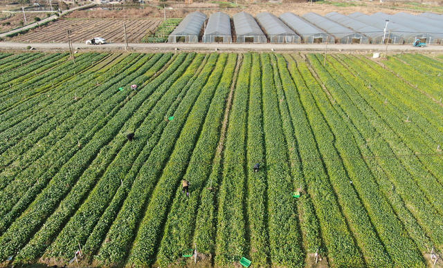 粤港澳菜篮子基地 粤港澳大湾区 蔬菜产业 增收致富 乡村振兴