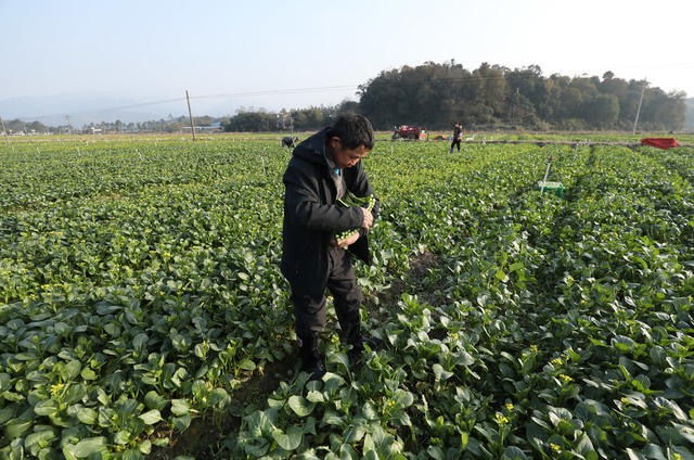 粤港澳菜篮子基地 粤港澳大湾区 蔬菜产业 增收致富 乡村振兴