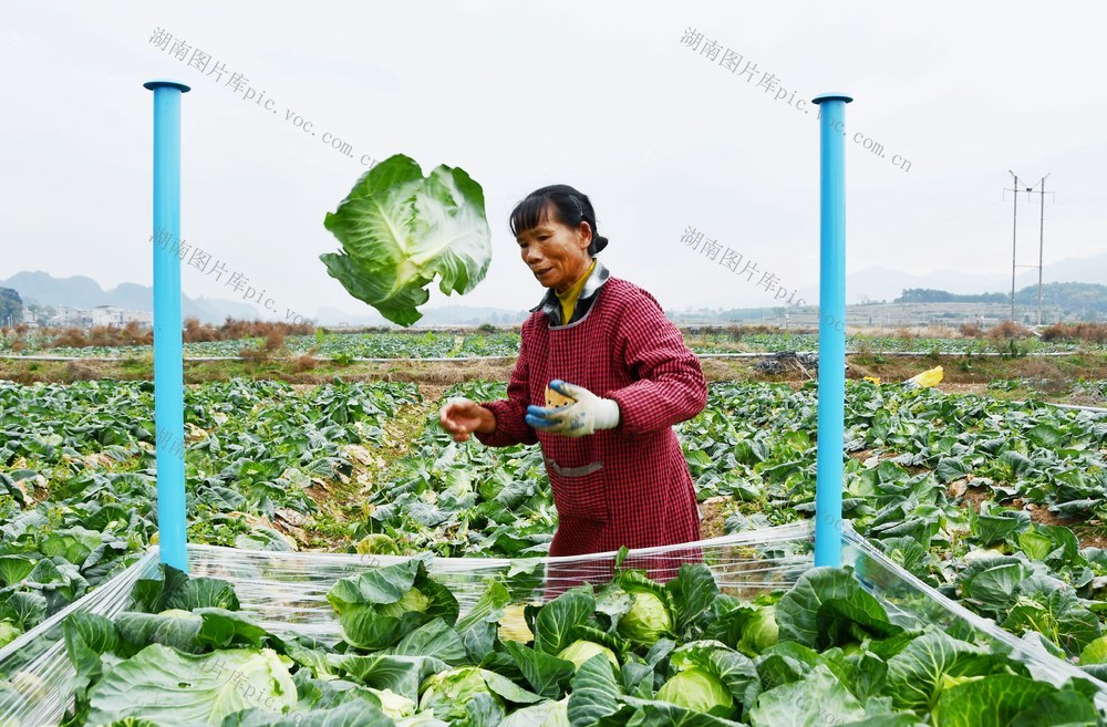 冬至蔬菜采收忙