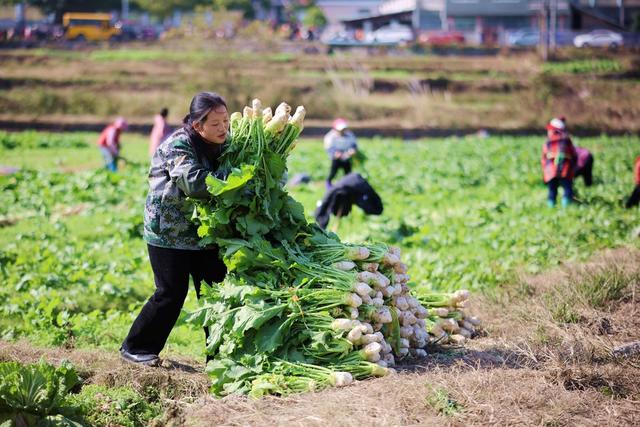 冬至、农忙、丰收、蔬菜、农业
