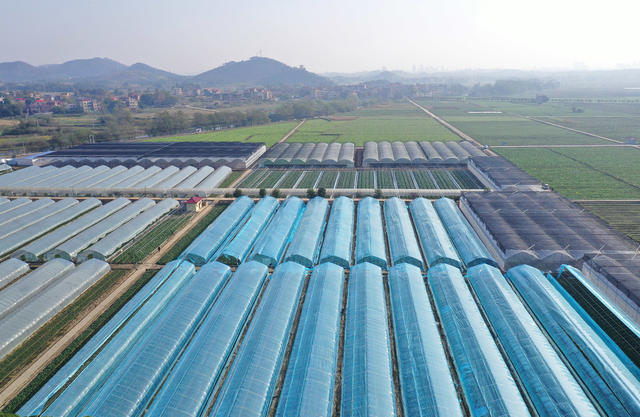 大棚 蔬菜 寒潮