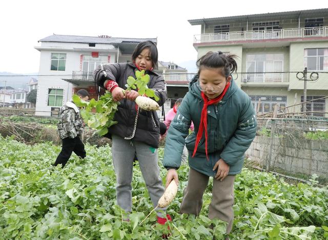  校园农场喜迎丰收