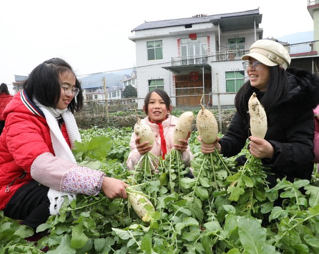  校园农场喜迎丰收