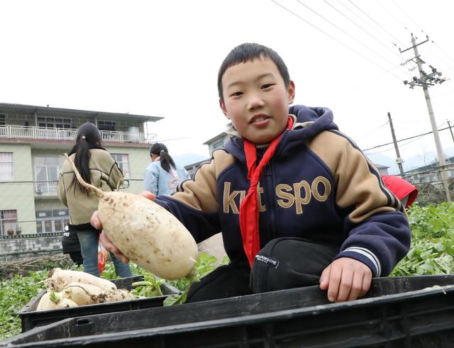  校园农场喜迎丰收