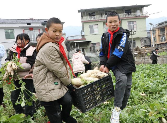  校园农场喜迎丰收