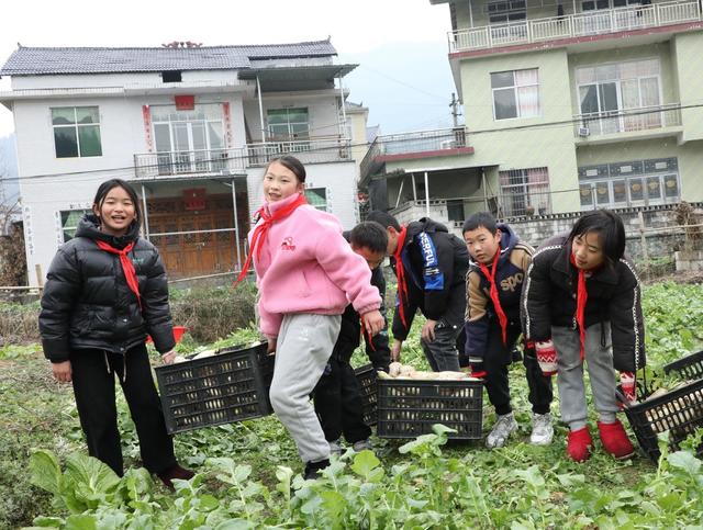  校园农场喜迎丰收