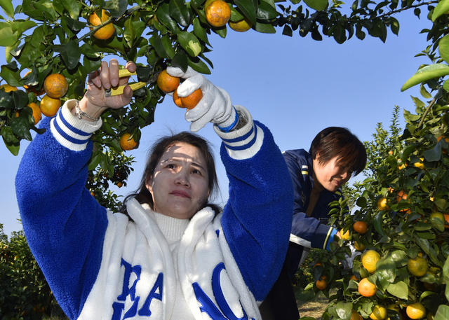 嘉禾：体验采摘   乐享劳动