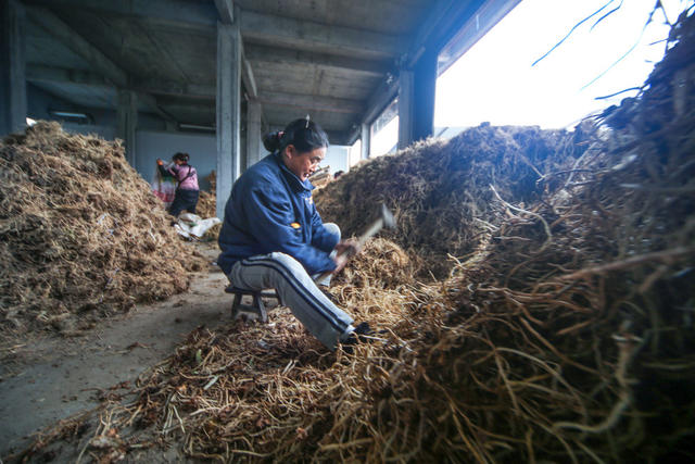 湖南 龙山 中药材  加工 增收 资源 自然条件 地理优势