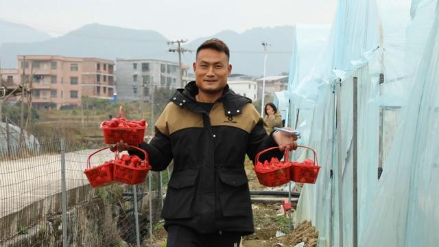 草莓 丰收 乡村振兴 新田