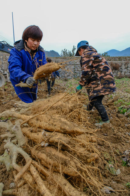 葛根 丰收 采挖 集体经济 中药材 特色产业