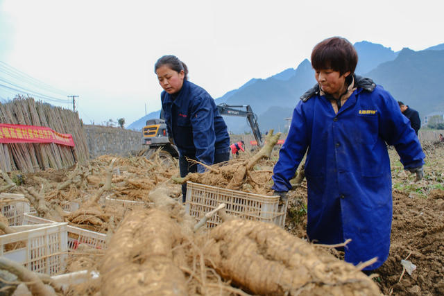 葛根 丰收 采挖 集体经济 中药材 特色产业