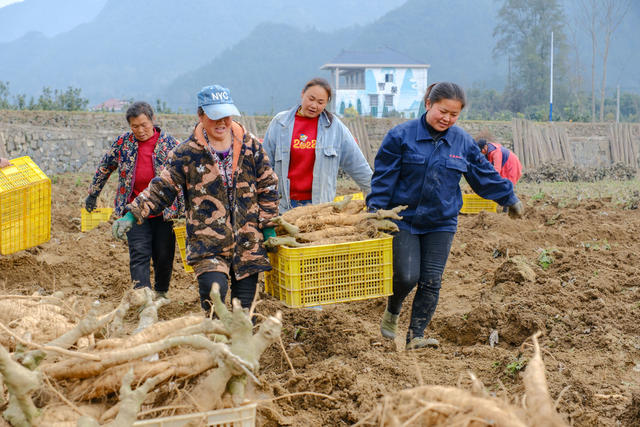 葛根 丰收 采挖 集体经济 中药材 特色产业