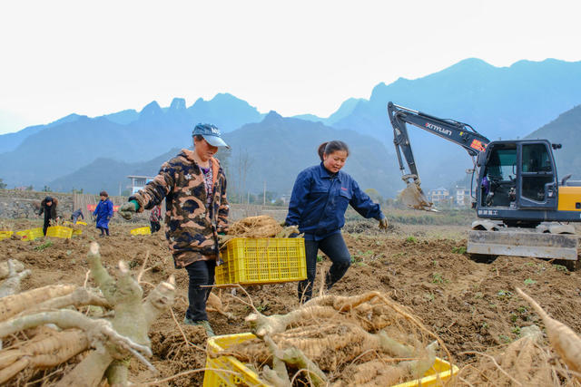 葛根 丰收 采挖 集体经济 中药材 特色产业