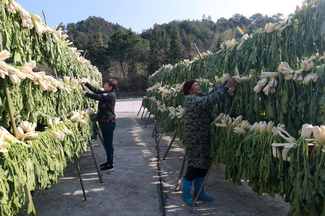 庭院经济 大产业 大生机 大头菜 销往 市场 