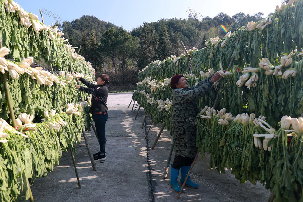 庭院经济 大产业 大生机 大头菜 销往 市场 