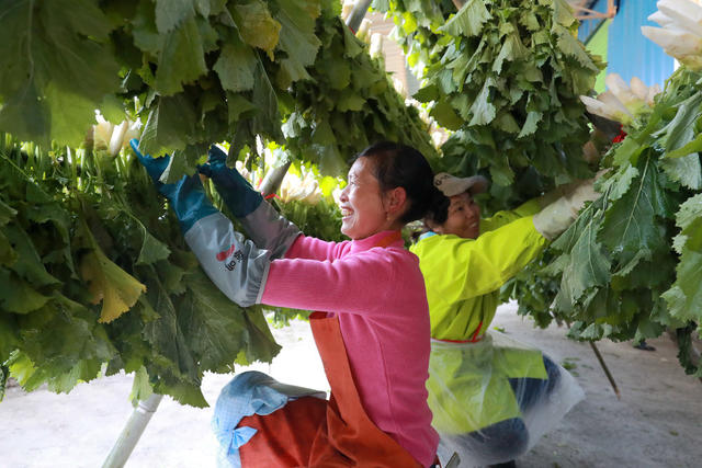 庭院经济 大产业 大生机 大头菜 销往 市场 