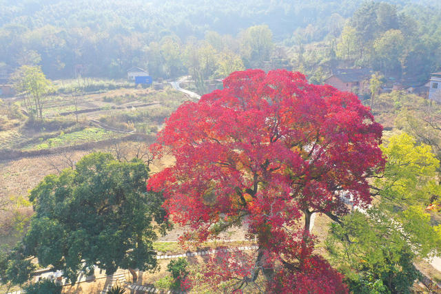 古树 乌桕 美景