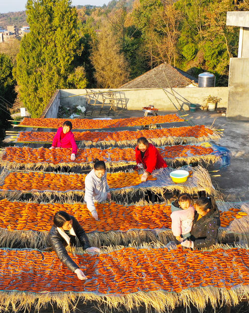 红薯  红薯干  晾晒  产业