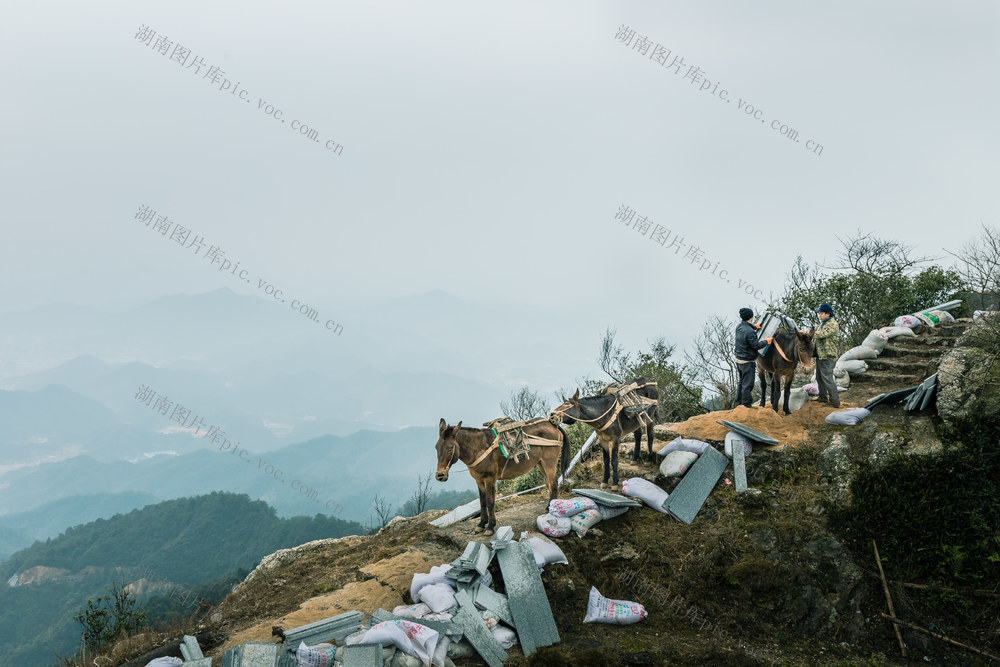  It's hard to transport mules and horses on the mountain building materials trail during the Mid Autumn Festival