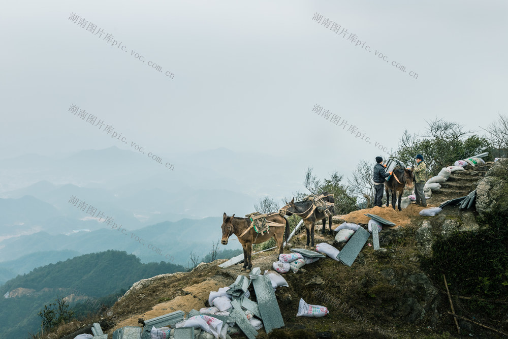 运输  骡马  马帮  高山  建材  步道  中秋  辛苦