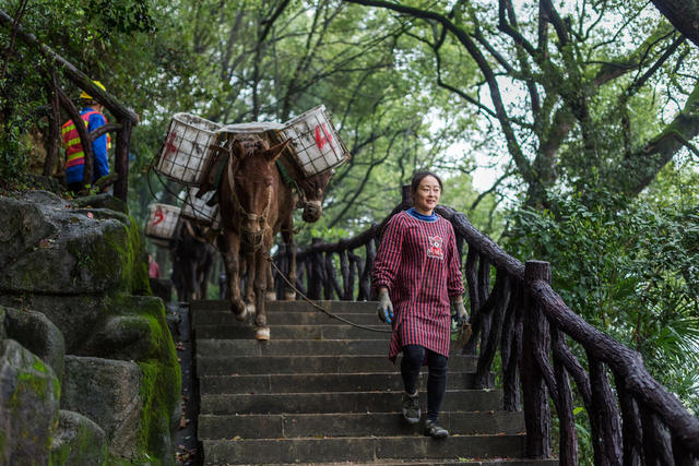 运输  骡马  马帮  高山  建材  步道  中秋  辛苦