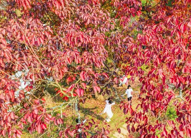 乡村振兴 道县 农村 人居环境