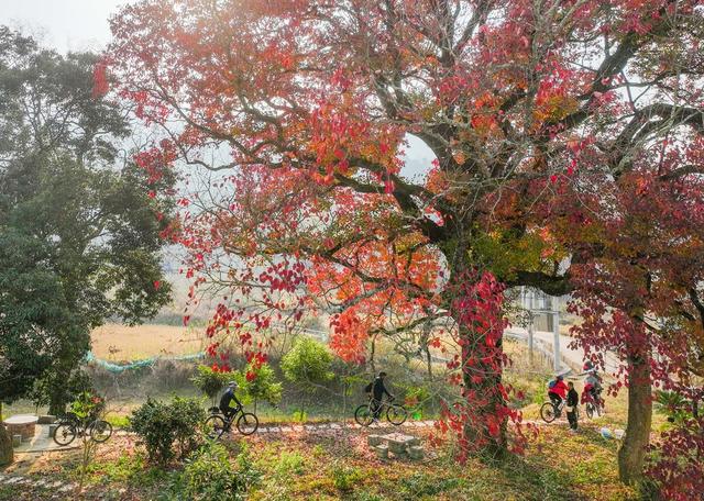 乡村振兴 道县 农村 人居环境