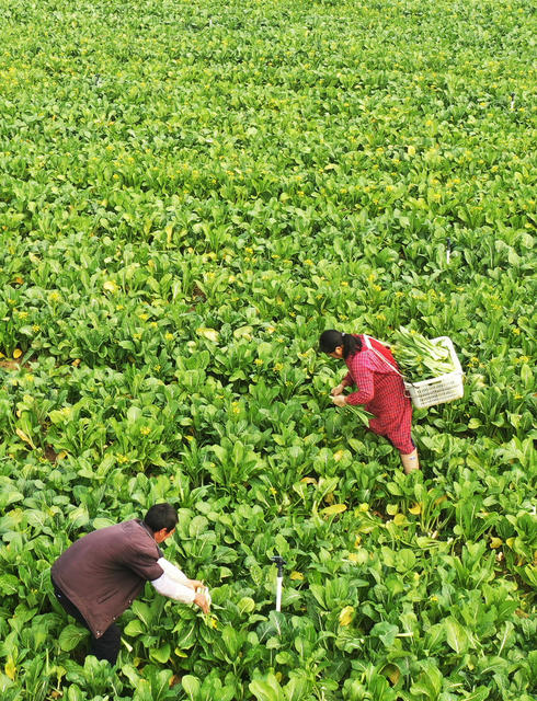 湖南嘉禾：蔬菜采收  供应市场