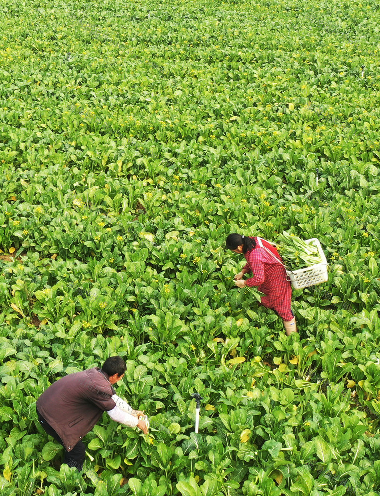 湖南嘉禾：蔬菜采收  供应市场