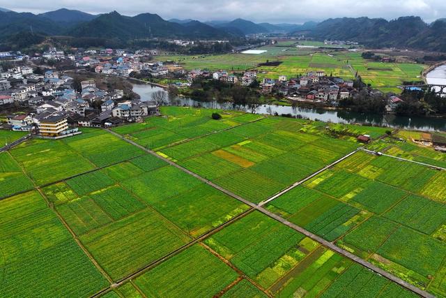 冬种、蔬菜、田园、农作物、风光