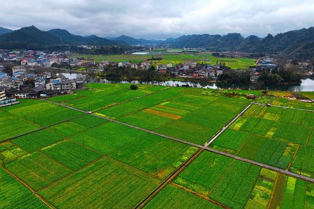 冬种、蔬菜、田园、农作物、风光