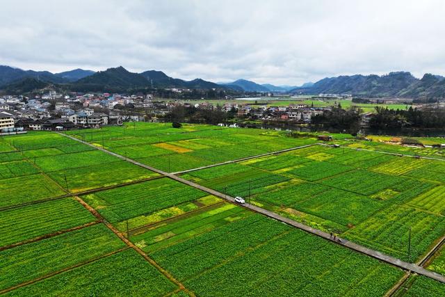 冬种、蔬菜、田园、农作物、风光