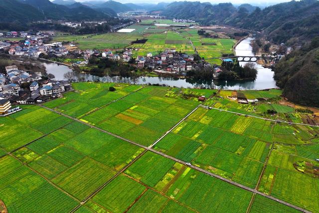冬种、蔬菜、田园、农作物、风光