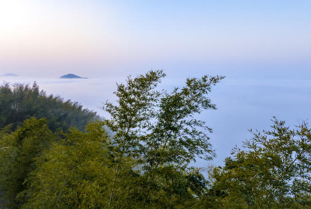 竹海 桃花江竹海 竹林 竹笋 桃江 风景 标志性建筑
