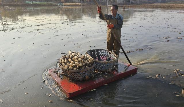 湖南  常宁  板桥  采藕