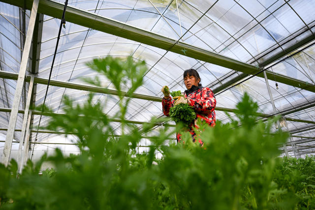 农业生产 蔬菜 湘江源 菜篮子 大湾区 三农 